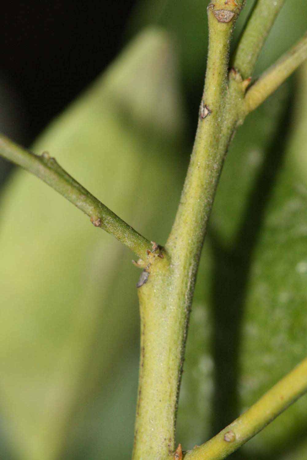            First year twig (Riverside, CA)   